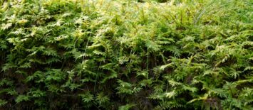 Wanneer mos bestrijden in je gazon en hoe je tuin-gereedschap daarbij helpt